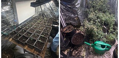 Nielegalna plantacja konopi zlikwidowana w Bielsku-Białej