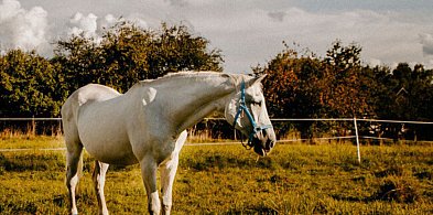 Pegaz i Lady – końscy seniorzy pod opieką Klubu Gaja-22031