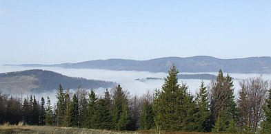 Nadleśnictwo Bielsko chce kupić lasy i grunty do zalesienia-23197