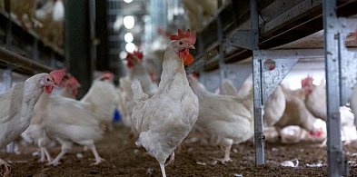 Tych jajek nie kupisz już w sieci Lidl