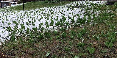 Tulipany czekają na lepszą pogodę