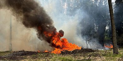 100 interwencji od początku roku - pożary traw, zarośli i lasów