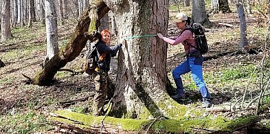 Wolontariusze i przyrodnicy sprawdzają starolasy wokół Bielska-Białej