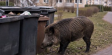 Nie dokarmiaj dzikich zwierząt w mieście