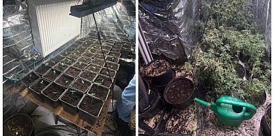 Nielegalna plantacja konopi zlikwidowana w Bielsku-Białej