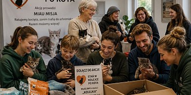 Kociaki do adopcji - ustaw się w kolejce!