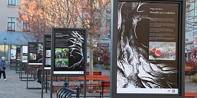 Drugie życie drzew – wyjątkowa wystawa w Bielsku-Białej-22148