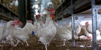 Tych jajek nie kupisz już w sieci Lidl