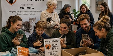 Kociaki do adopcji - ustaw się w kolejce!