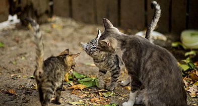 Petycja w sprawie kotów wolno żyjących w Bielsku-Białej. 300 podpisów