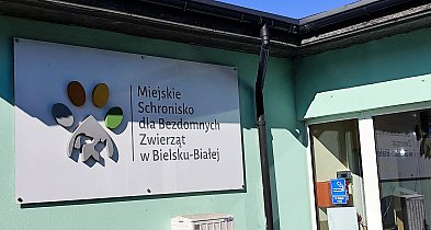 Ile miasto przeznaczy na bezdomne zwierzęta w roku 2026