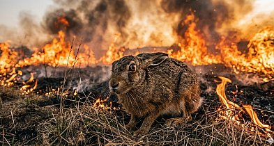 Pożary traw znów wracają wiosną. Ponad 50 interwencji od początku roku