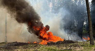 100 interwencji od początku roku - pożary traw, zarośli i lasów