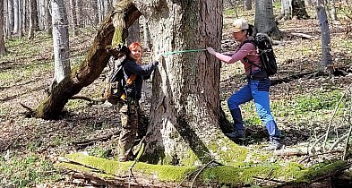 Wolontariusze i przyrodnicy sprawdzają starolasy wokół Bielska-Białej