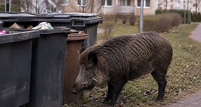 Nie dokarmiaj dzikich zwierząt w mieście