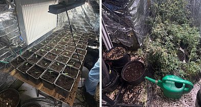 Nielegalna plantacja konopi zlikwidowana w Bielsku-Białej