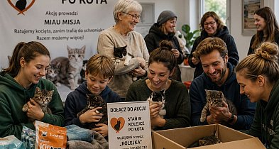 Kociaki do adopcji - ustaw się w kolejce!
