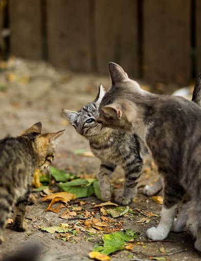 Petycja w sprawie kotów wolno żyjących w Bielsku-Białej. 300 podpisów
