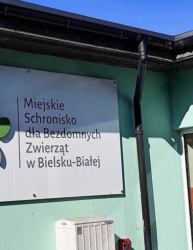 Ile miasto przeznaczy na bezdomne zwierzęta w roku 2026