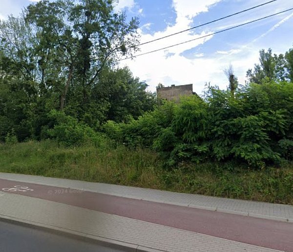 Bielsko-Biała – nowe drzewa i krzewy wzbogacą miejską zieleń-21233