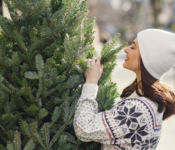 Choinkowa gorączka? Sprawdź, czy Twoje drzewko jest legalne-22821