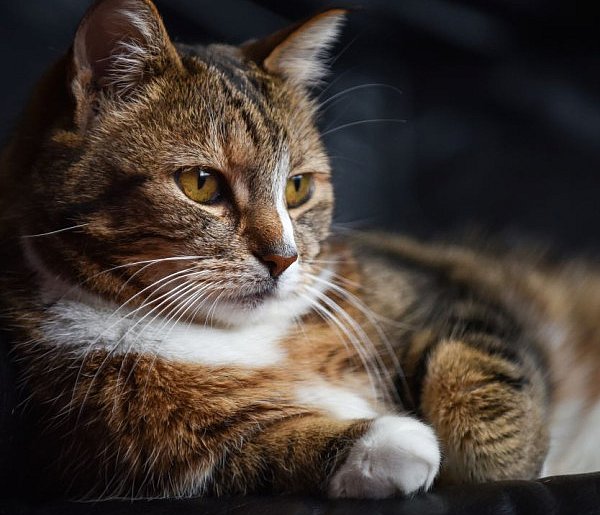 Koty funkcjonują prawdopodobnie na wyższym poziomie, niż potrafimy to zobaczyć