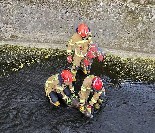 Młoda sarna utknęła w betonowym korycie rzeki. Interweniowali strażacy