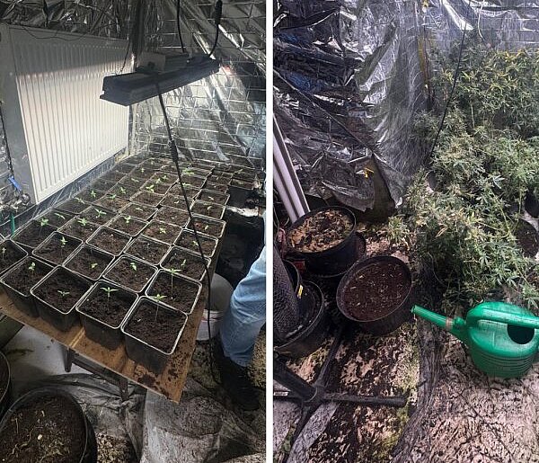 Nielegalna plantacja konopi zlikwidowana w Bielsku-Białej