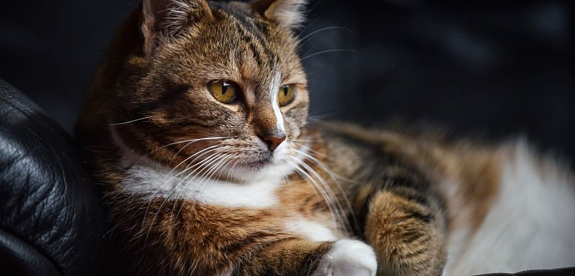 Koty funkcjonują prawdopodobnie na wyższym poziomie, niż potrafimy to zobaczyć