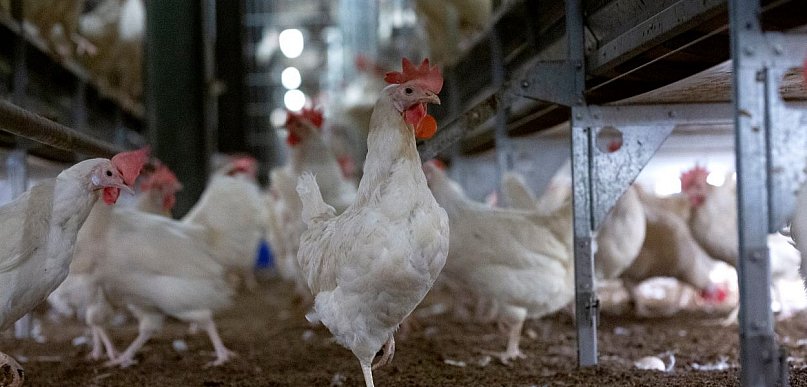 Tych jajek nie kupisz już w sieci Lidl