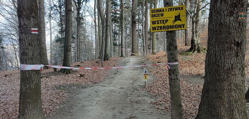Prace leśne na trasie Enduro Trails Twister w Bielsku-Białej