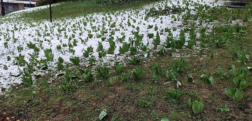 Tulipany czekają na lepszą pogodę