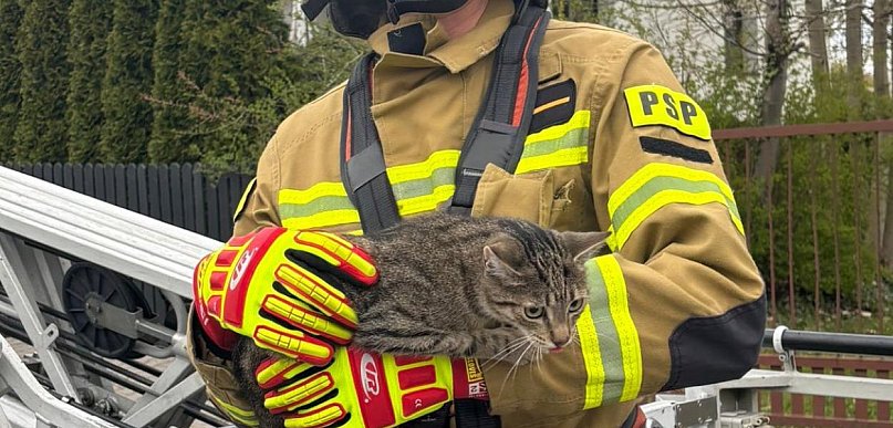 Kot utknął na drzewie przy szkole w Czechowicach-Dziedzicach