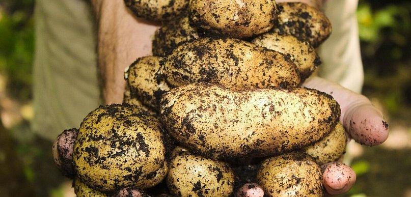 Mała przestrzeń - prawdziwy zbiór. Jak uprawiać ziemniaki w doniczce, żeby nie sko