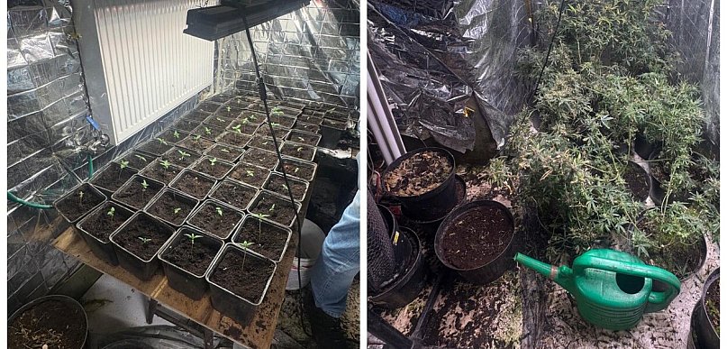 Nielegalna plantacja konopi zlikwidowana w Bielsku-Białej