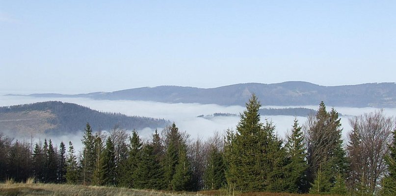 Nadleśnictwo Bielsko chce kupić lasy i grunty do zalesienia - 23197