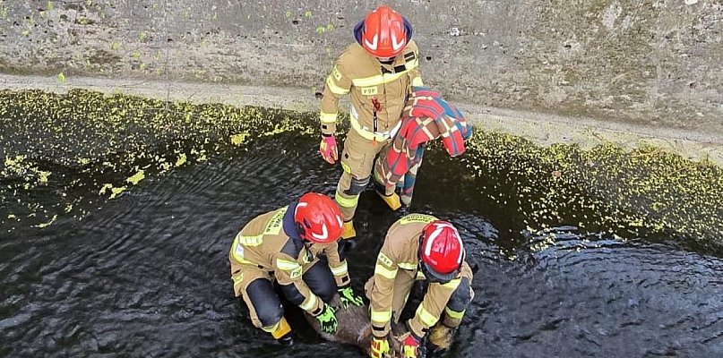 Młoda sarna utknęła w betonowym korycie rzeki. Interweniowali strażacy