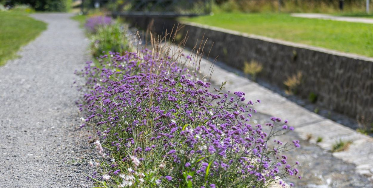 Bulwary Straceńskie w kwiatach