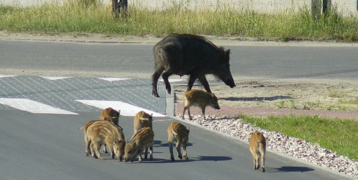 Dziki w mieście