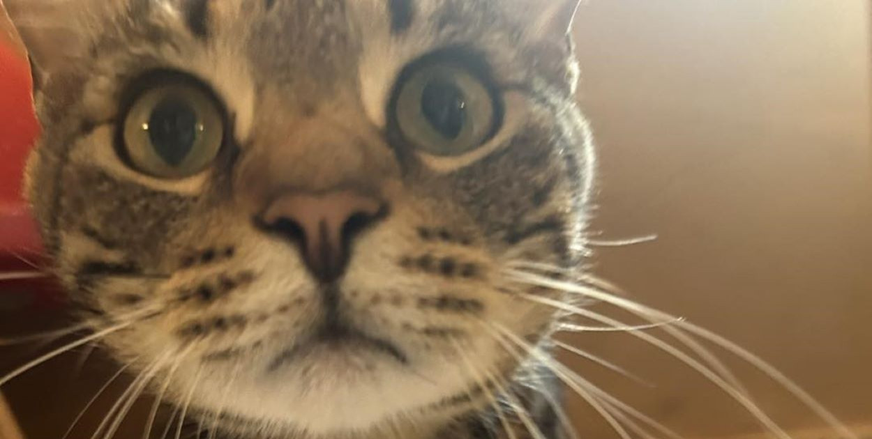 Bielsko-Biała może stracić Kocią Kawiarnię – czy ktoś ją przejmie?