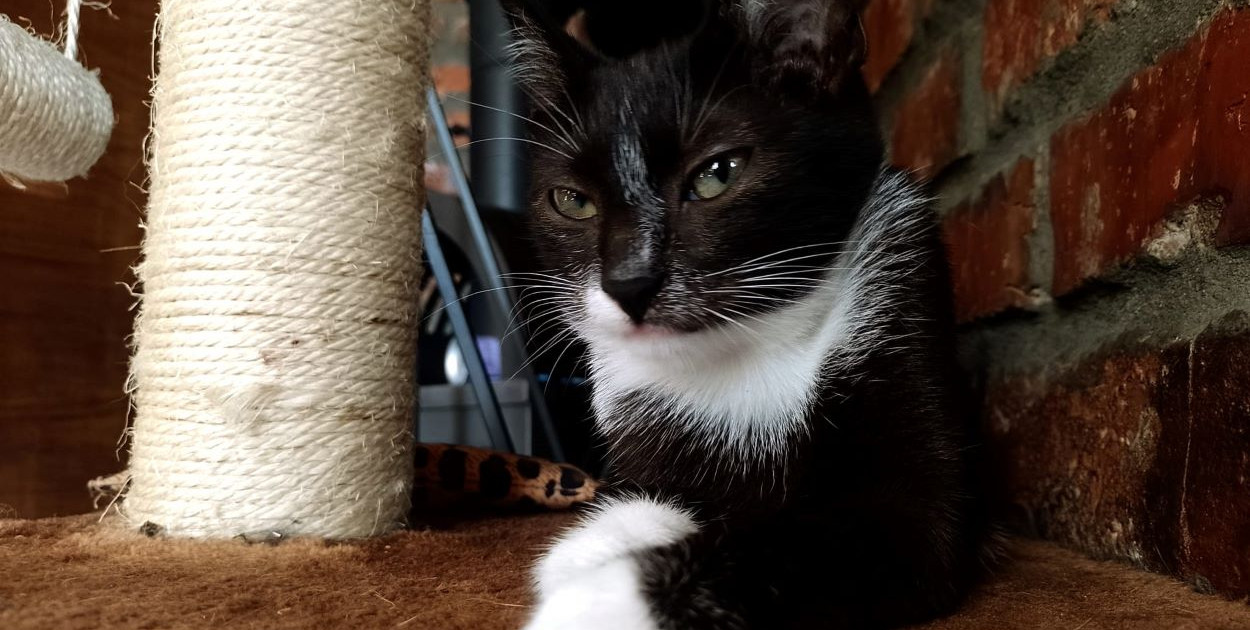 fot. FB Kocia Kawiarnia