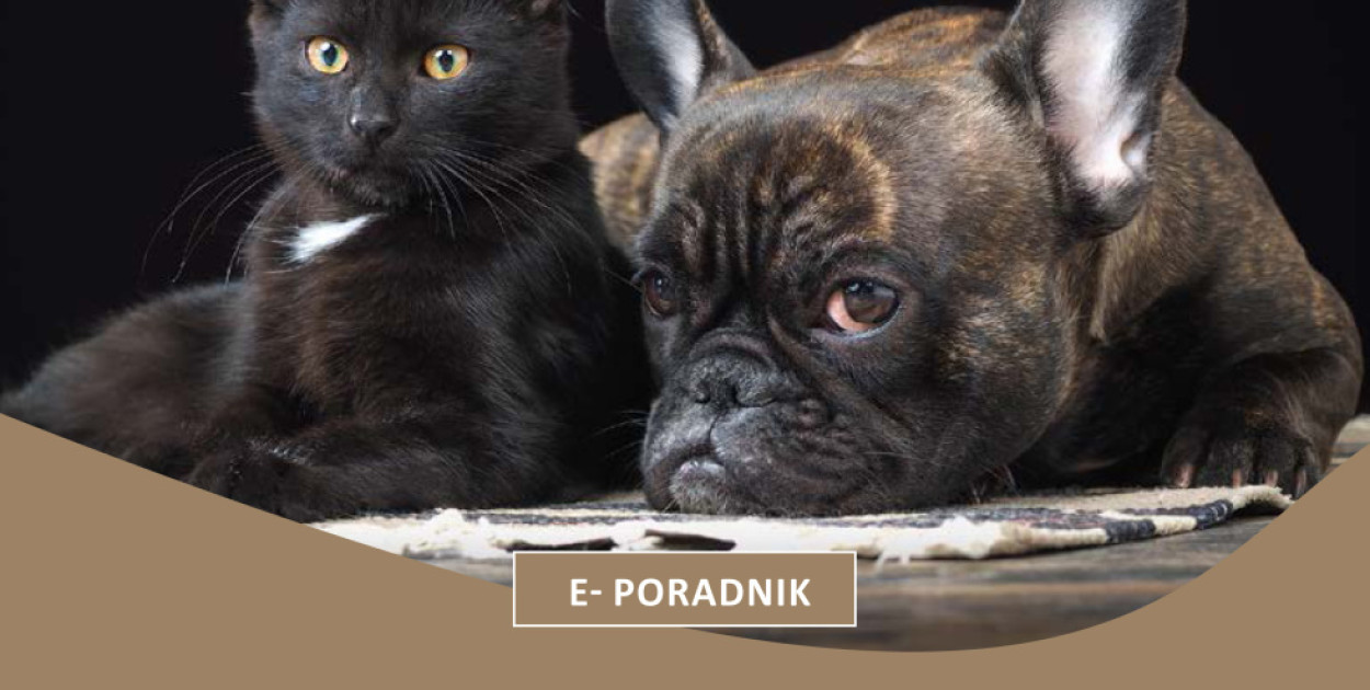 FOT. Schronisko dla Bezdomnych Zwierząt