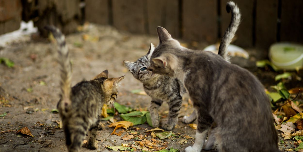 Petycja w sprawie kotów wolno żyjących w Bielsku-Białej. 300 podpisów