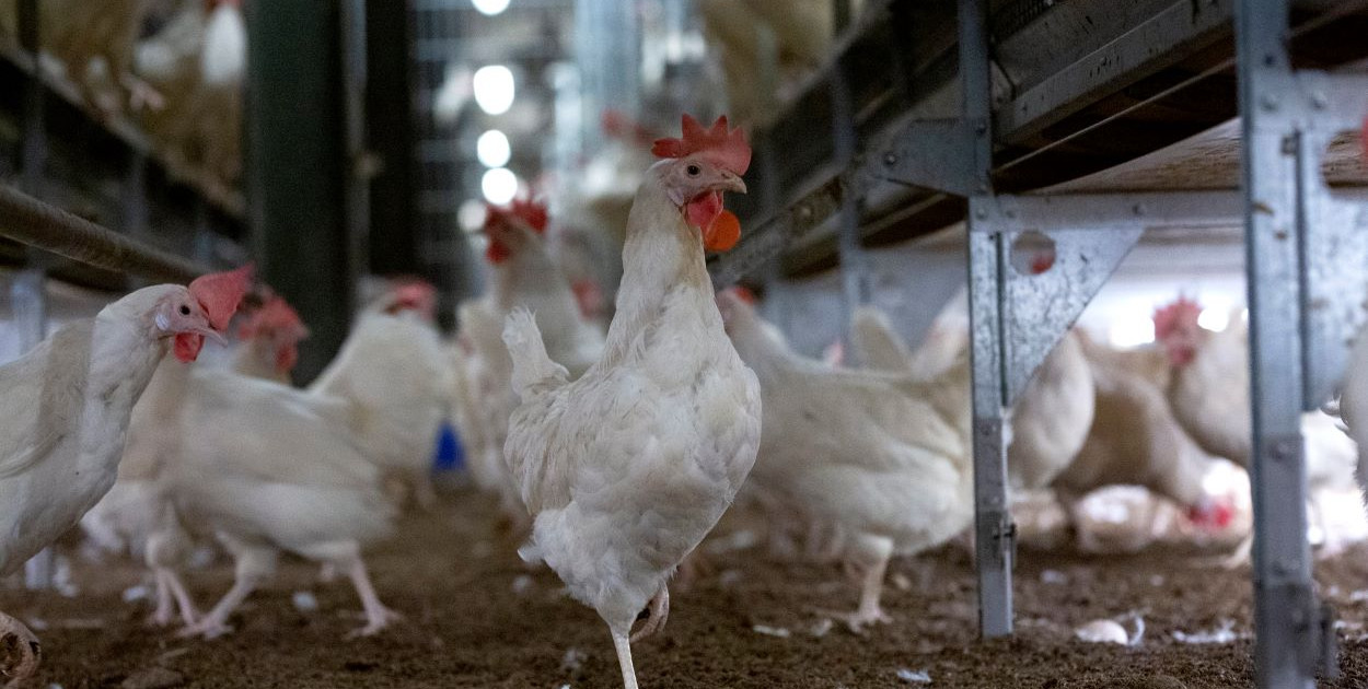 Tych jajek nie kupisz już w sieci Lidl