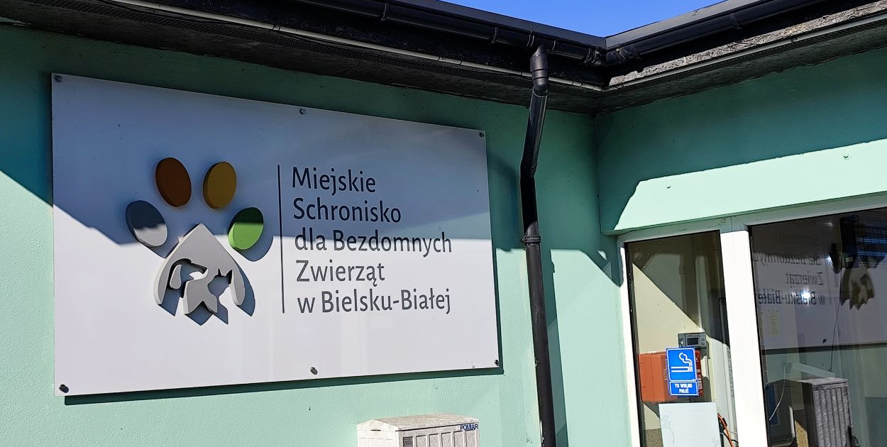 Ile miasto przeznaczy na bezdomne zwierzęta w roku 2026