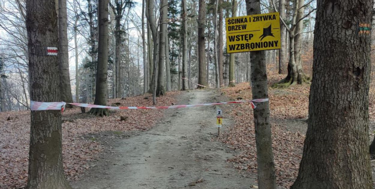 Prace leśne na trasie Enduro Trails Twister w Bielsku-Białej