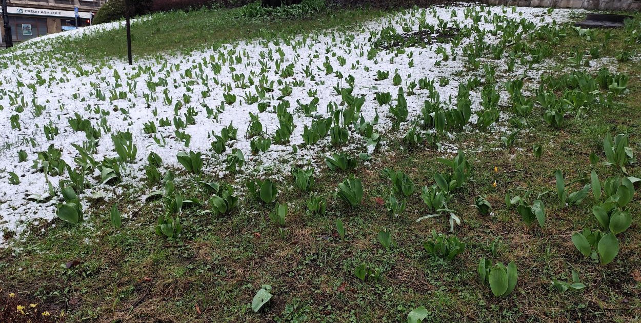 Tulipany czekają na lepszą pogodę