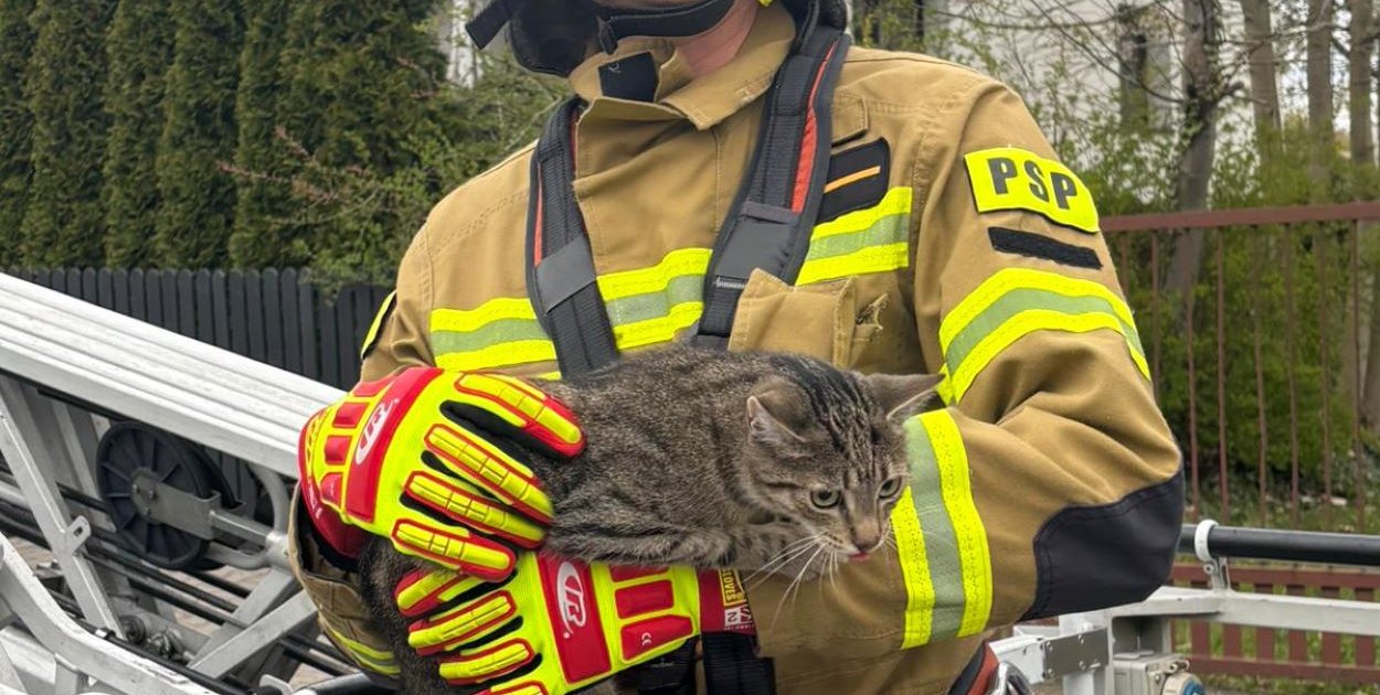 Kot utknął na drzewie przy szkole w Czechowicach-Dziedzicach