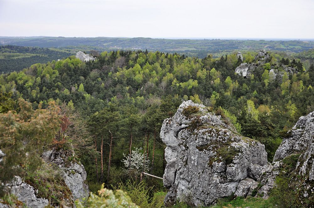 Rezerwat przyrody Góra Zborów