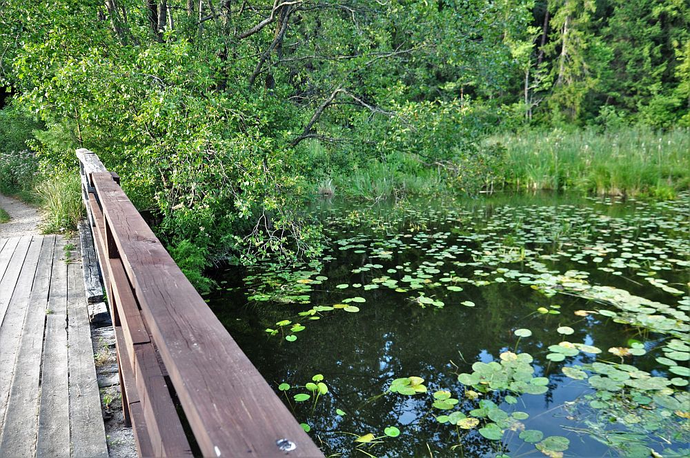 Mostek pułkownika Dowgirda. Tafla jeziora porośnięta charakterystyczną dla tego miejsca roślinnością
